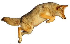 Coyote Leaping on White